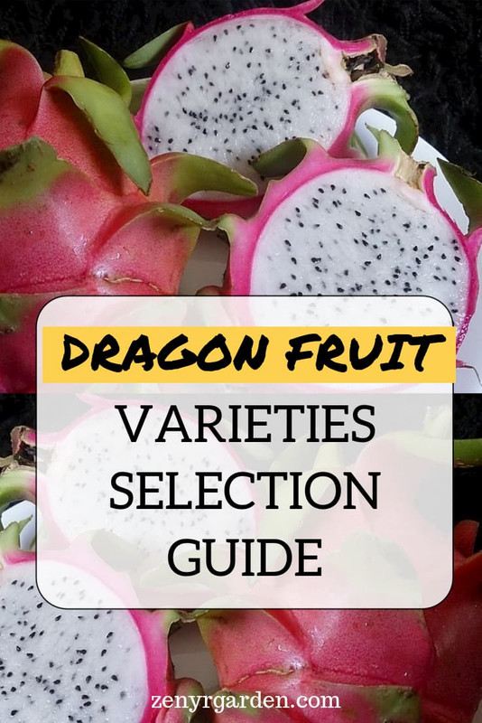 Dragon Fruit Varieties Selection Guide